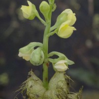 Utricularia stellaris L.f.